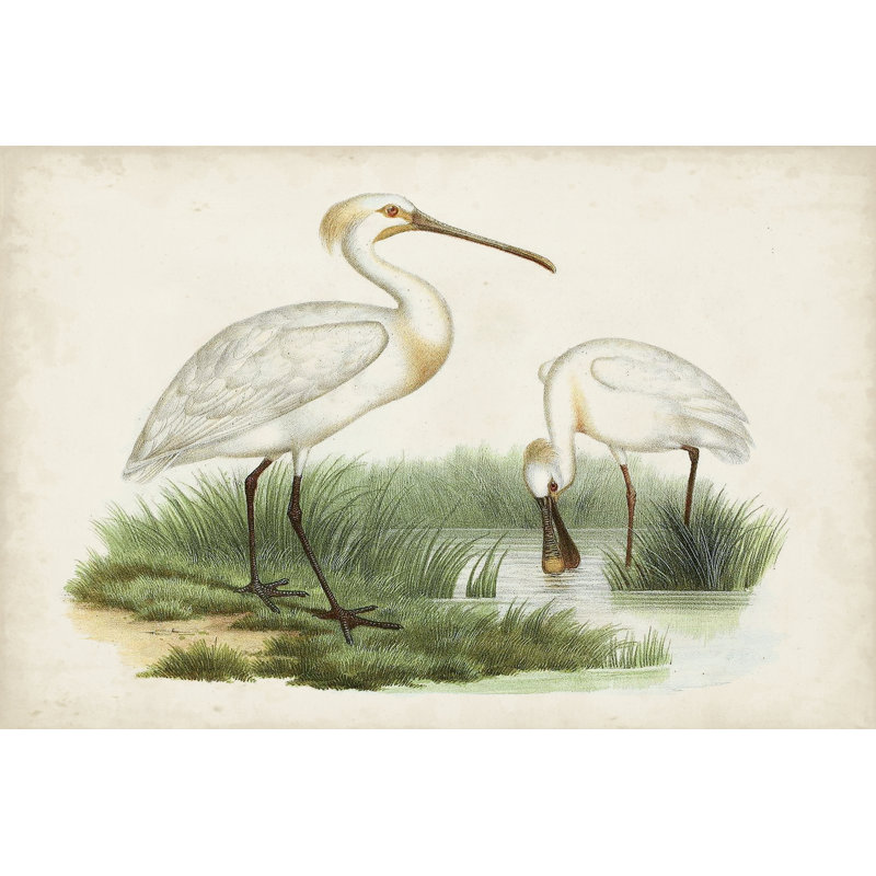 Antique Waterbirds III - impression sur toile tendue, H 24 po x l 36 po