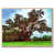 Natural Floater Framed Canvas