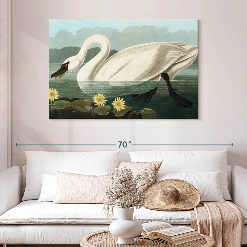 Brampt Common American Swan, 32" H x 48" W