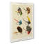 Bass Fishing Flies Versions 4 by Mary Orvis Marbury - Wrapped Canvas-55315768