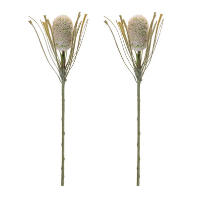 Tige florale Protea