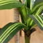 Arbre Dracaena artificiel 47 po Adcock en pot noir, faux Dracaena, faux arbre pour la décoration intérieure-720117981