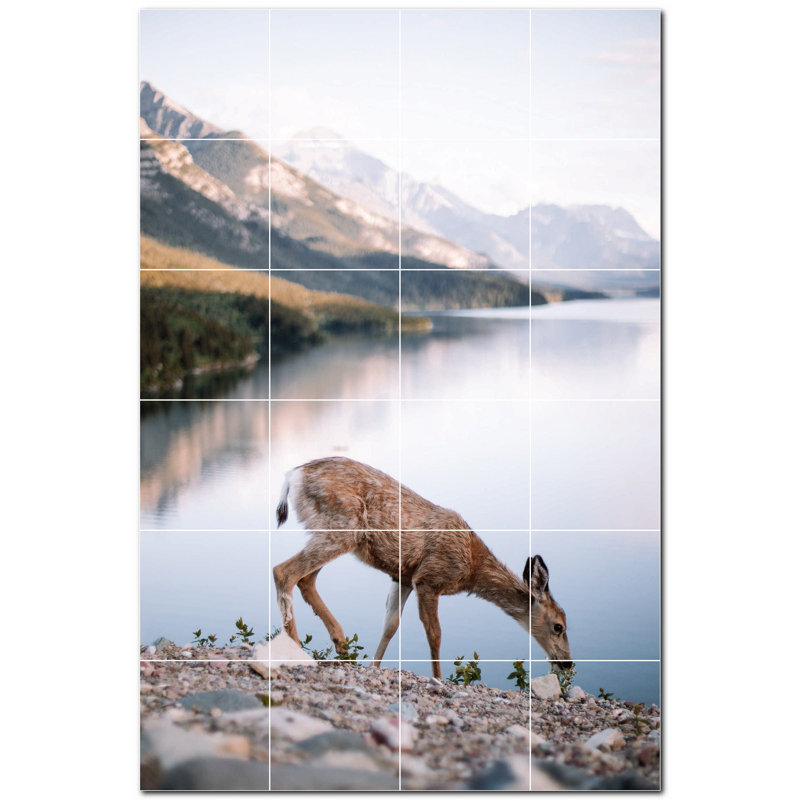 Cerf photo 6 x 6
