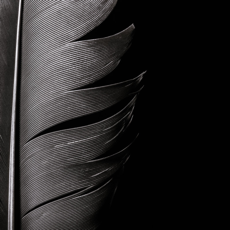 Birds Feather by SvetaZi - Wrapped Canvas Print, 122cm H x 122cm W x 3.8cm D