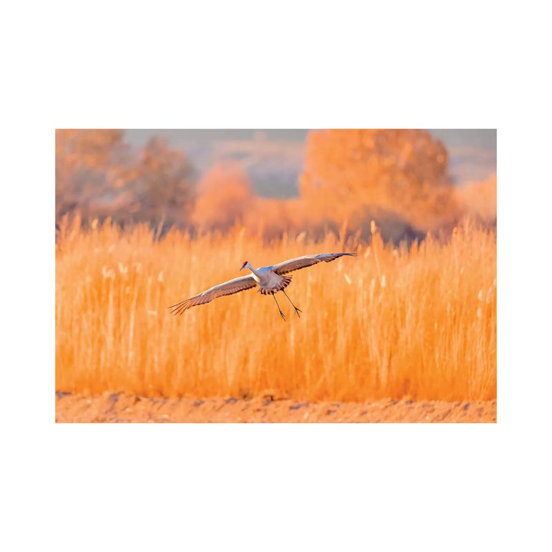 USA, New Mexico, Bosque Del Apache Wildlife Refuge. Sandhill Crane Landing. by Jaynes Gallery - Wrapped Canvas Print