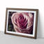 An Exceptional Rose Flower - Framed Print-758606175-758606172