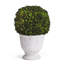 Alby Boxwood Ball Topiary In Pot-119009134