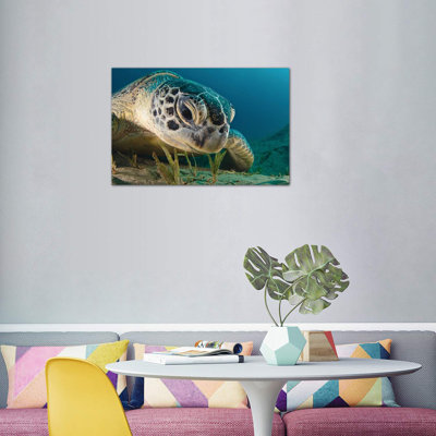 " Gaze " Print