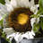 14" Sunflower Arrangement