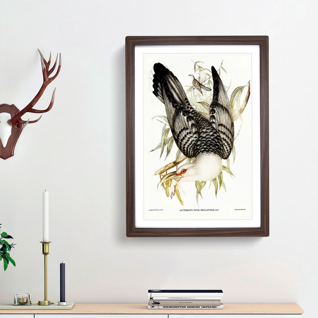 Channel Bill Cuckoo by Elizabeth Gould - Picture Frame Graphic Art Print