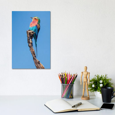 Hummingbird Sight by Jimmyz - Wrapped Canvas Print