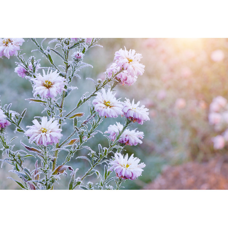 Frozen Flowers by Hydromet - Wrapped Canvas Print, 30cm H x 46cm W