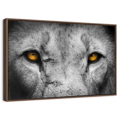Pop aux yeux de lion