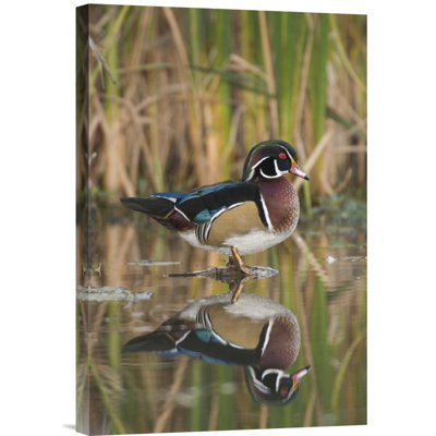 " Wood Duck Male "