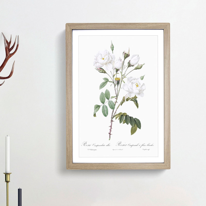 White Roses by Pierre-Joseph Redoute - Framed Print, 36cm H x 27cm W x 2cm D, Oak Framed