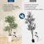 150cm Plant