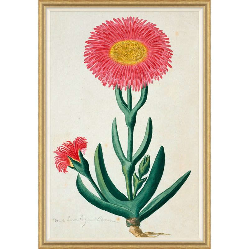 La collection africaine Gordon: Plantes, Robert Jacob Gordon, 1777 à 1786
