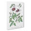 White Leather Clematis Flower - Wrapped Canvas Painting-55305246