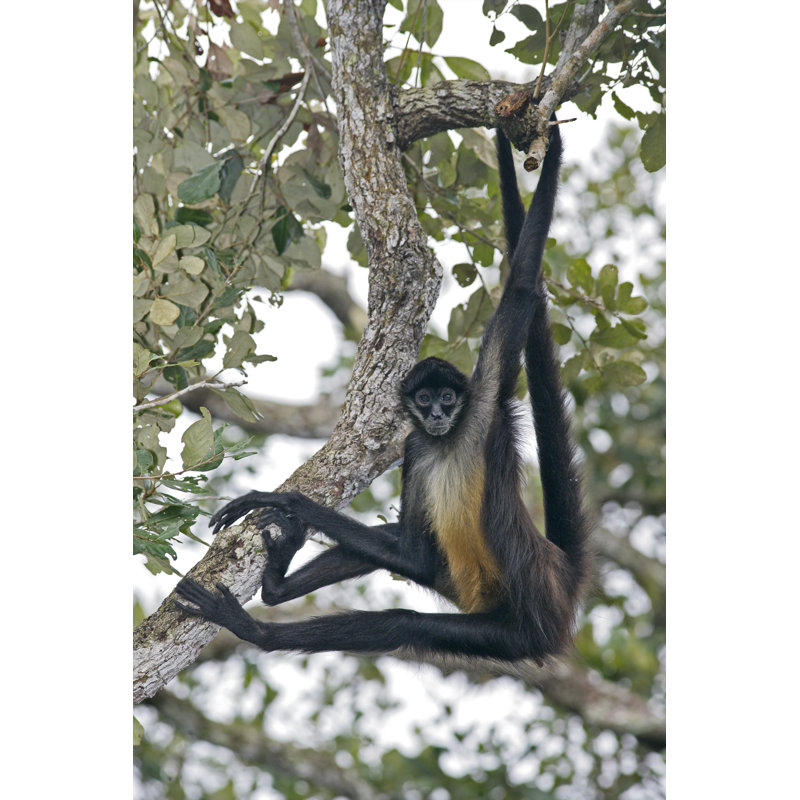 Geoffroys Spider Monkey - Wrapped Canvas Print, 122cm H x 81cm W x 3.8cm D