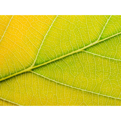 Autumn Leaf by Philippe Monthoux