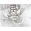 Delicate white chrysanthemum - 36"x48" Framed canvas