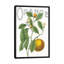 « classic agrumes vi », reproduction d’impression sur toile tendue-27702382-72507510-72507511
