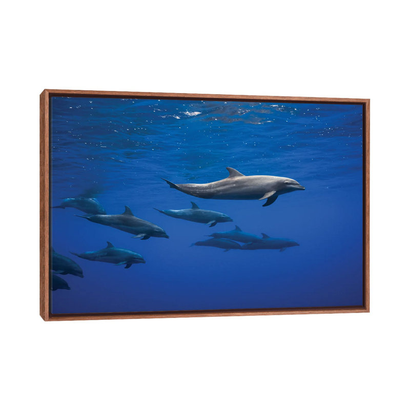 Dolphins by Barathieu Gabriel - Print on Canvas