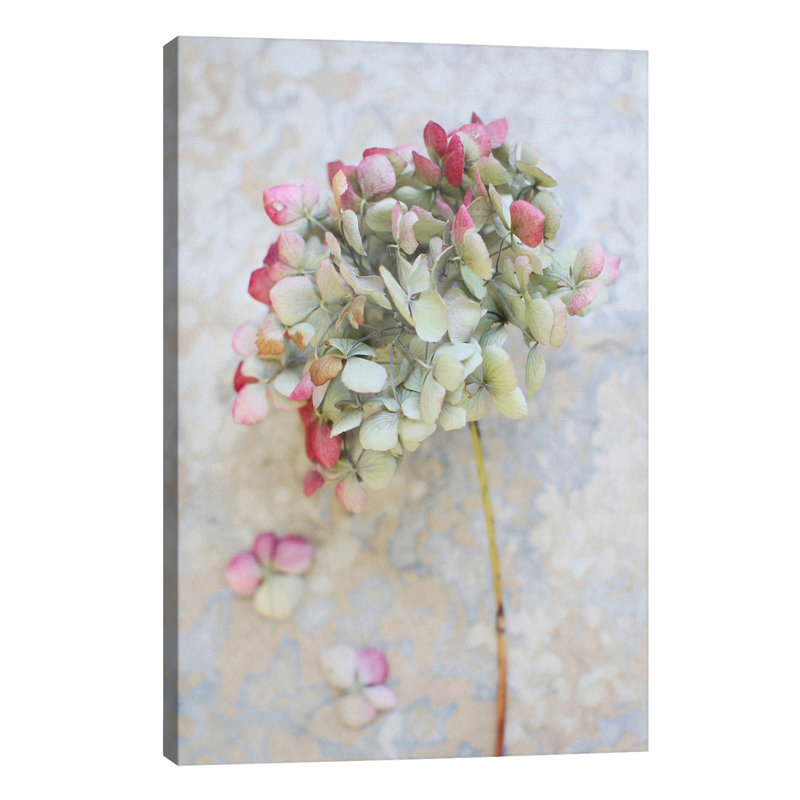 Pastel Dried Hydrangea I by Alyson Fennell - Wrapped Canvas Print, 152.5 cm H x 101.5 cm W