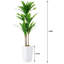 147cm Plant