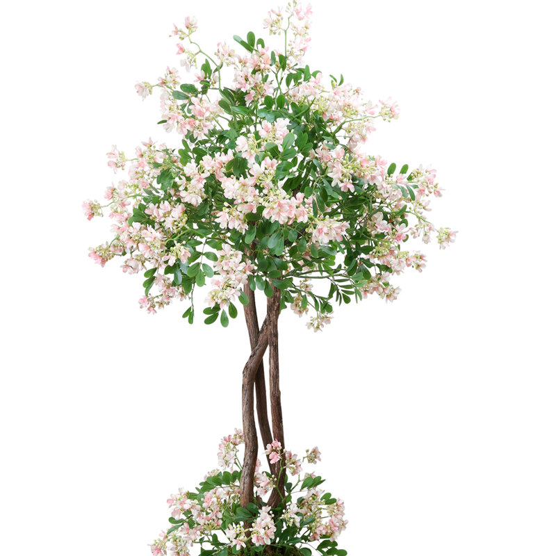 Stephanotis Tree in Fiberstone Pot