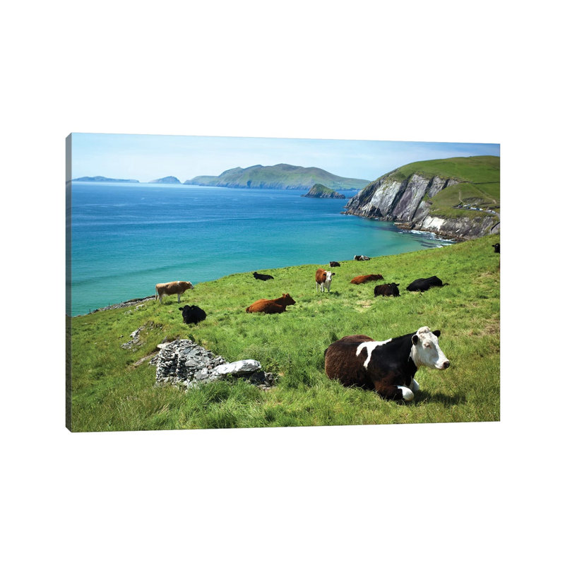 Cows Resting Above Coumeenoole Bay, Dingle Peninsula, County Kerry, Ireland 1 Piece Wrapped Canvas Wall Art