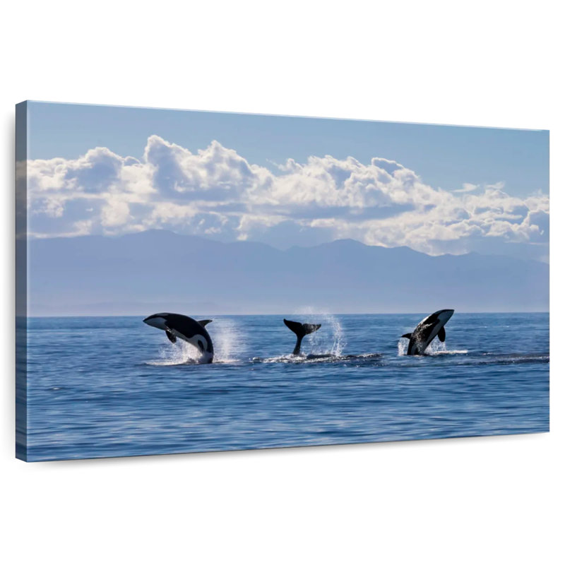 Brampt Lively Killer Whales, 8" H x 12" W