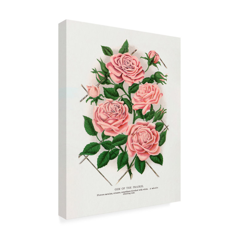 Reproduction d'art sur toile, "Rose", H 19 po x l 14 po