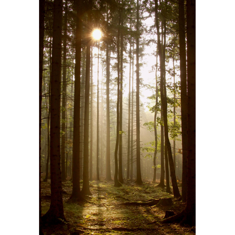 Coniferous Forest - Wrapped Canvas Print, 46cm H x 30cm W x 3.8cm D