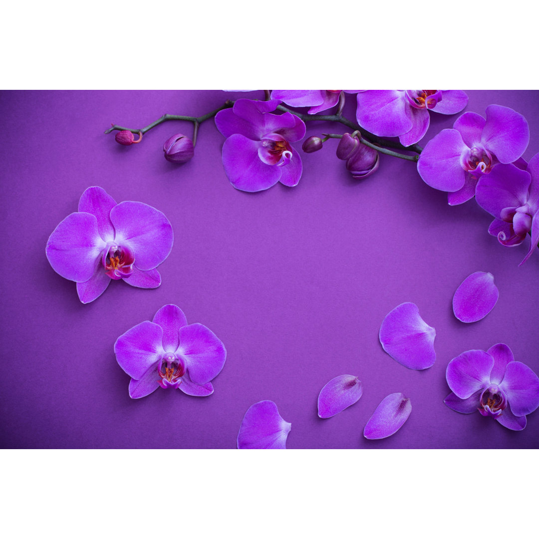 The Beautiful Orchid Flowers von Maya23K - Leinwanddrucke auf Leinwand