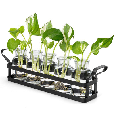 Plant Terrarium with Metal Stand