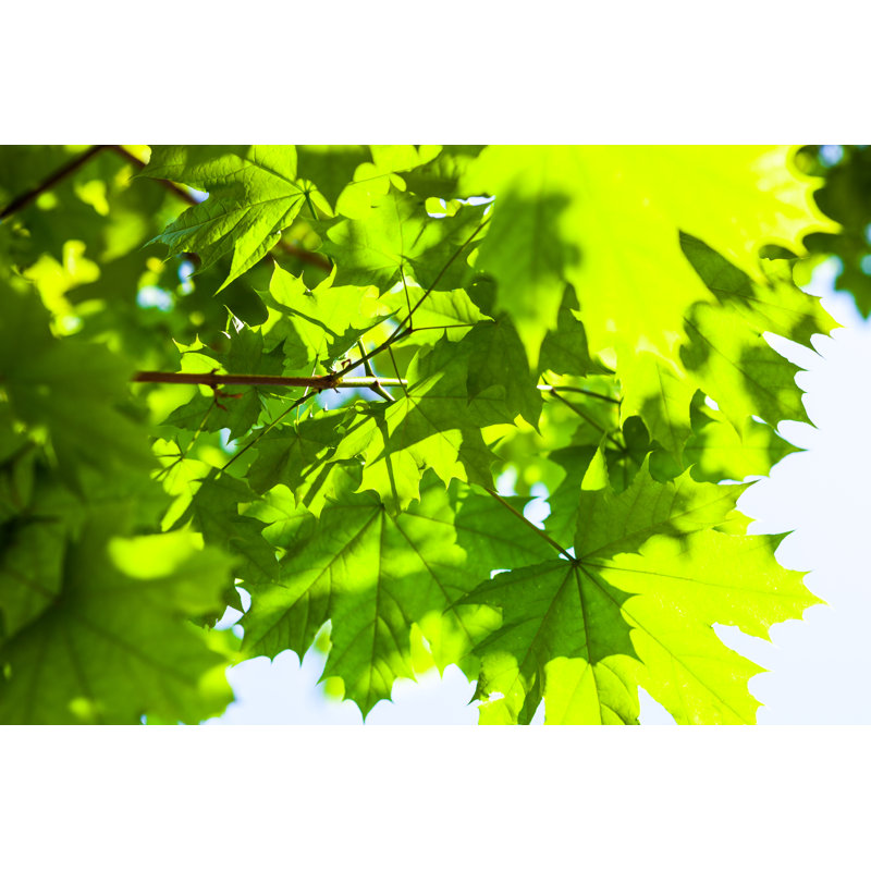 Green Maple Leaves by Rootstocks - Wrapped Canvas Print, 30cm H x 46cm W