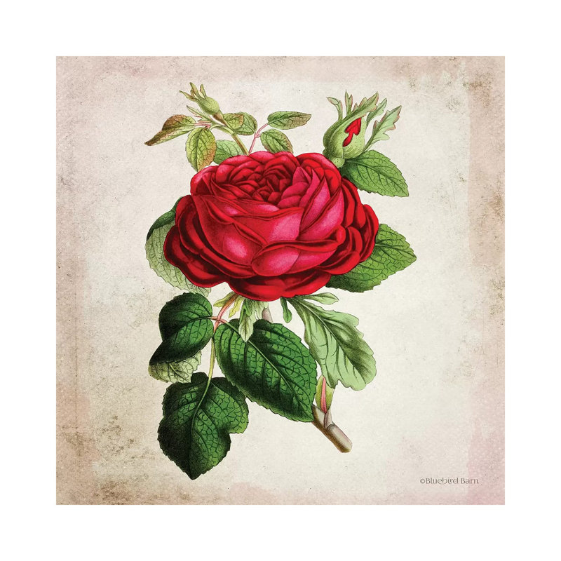 Vintage Red Rose by Bluebird Barn - Wrapped Canvas Print, 45.72 cm H x 45.72 cm W x 1.91 cm D