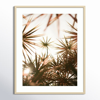 Daisey "Starlight Through Palms" Print