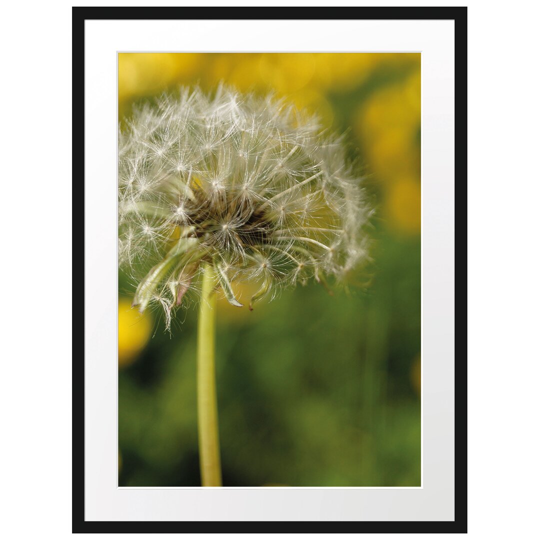 Gerahmtes Poster Pusteblume auf Wiese