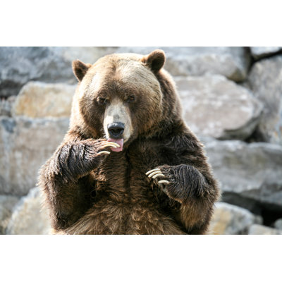 Grizzly Bear by Bouillante