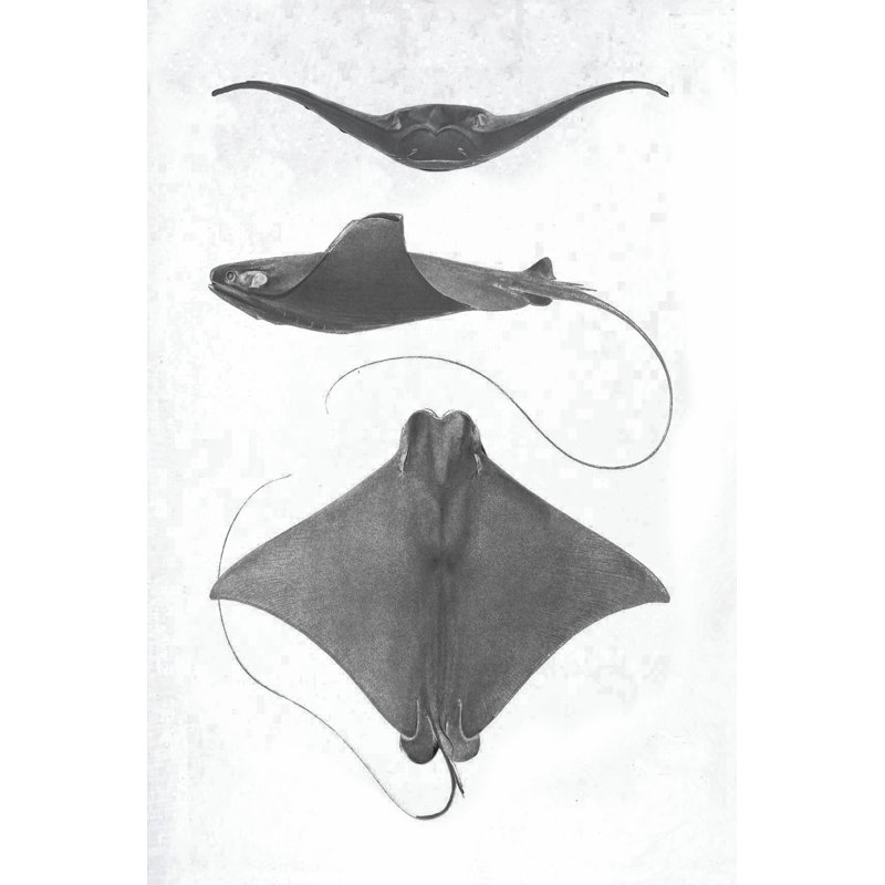 Scale Stingrays II by Grace Popp - Wrapped Canvas Print, 30cm H x 20cm W