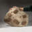 Selenopeltis Trilobite