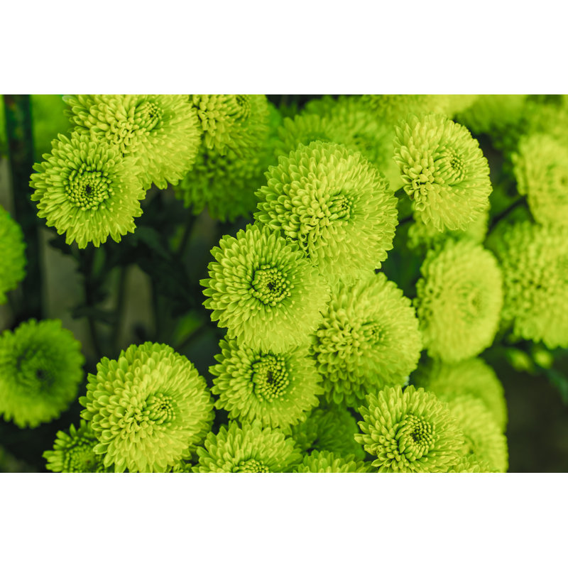 Green Chrysanthemums by Mariya Obidina - Wrapped Canvas Print, 30cm H x 46cm W