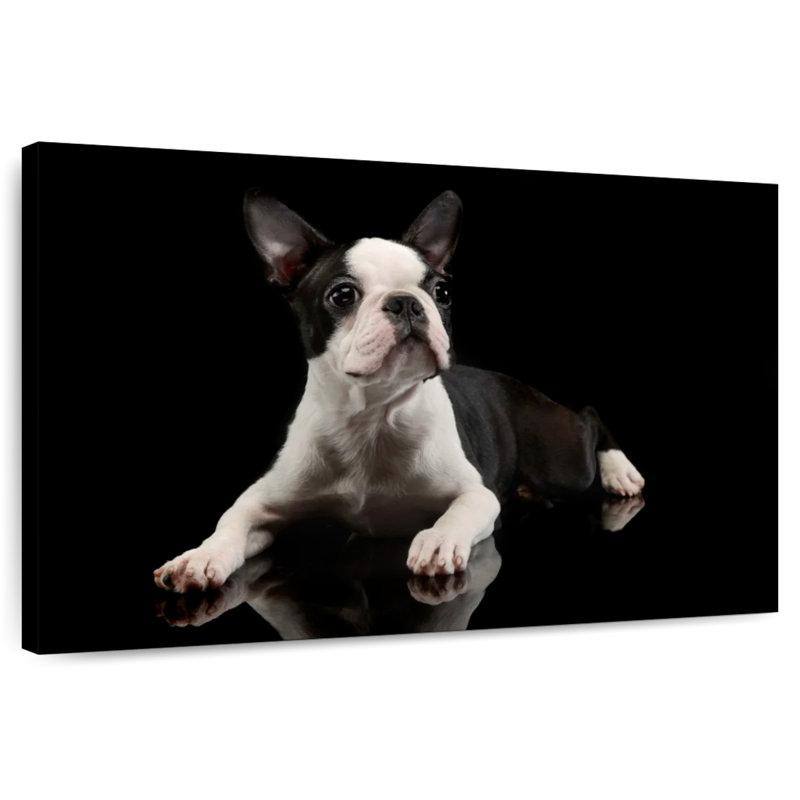 Young Boston Terrier, H 24 po x l 36 po