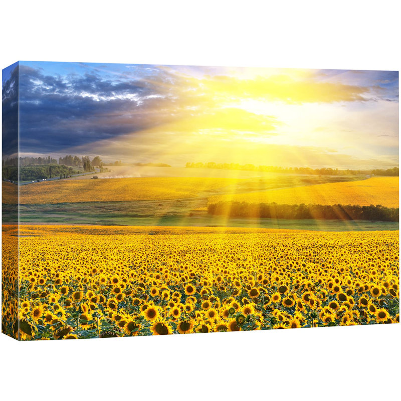 Tournesol «Sunlight Shines On Sunflower Field Plants» sur, H 24 po x l 36 po