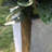 Wurster Lightweight Concrete Tall Modern Square Outdoor Planter Set, 28 Inch and 24 Inch Tall, Timber Ridge