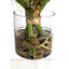 Amaryllis, arrangement floral dans un vase