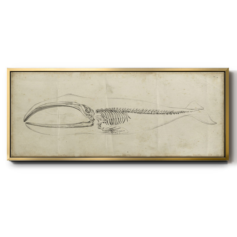 Whale Study I- Framed Canvas