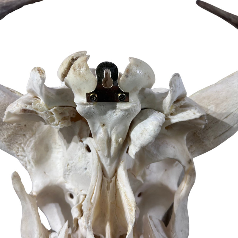 Real Longhorn Skull